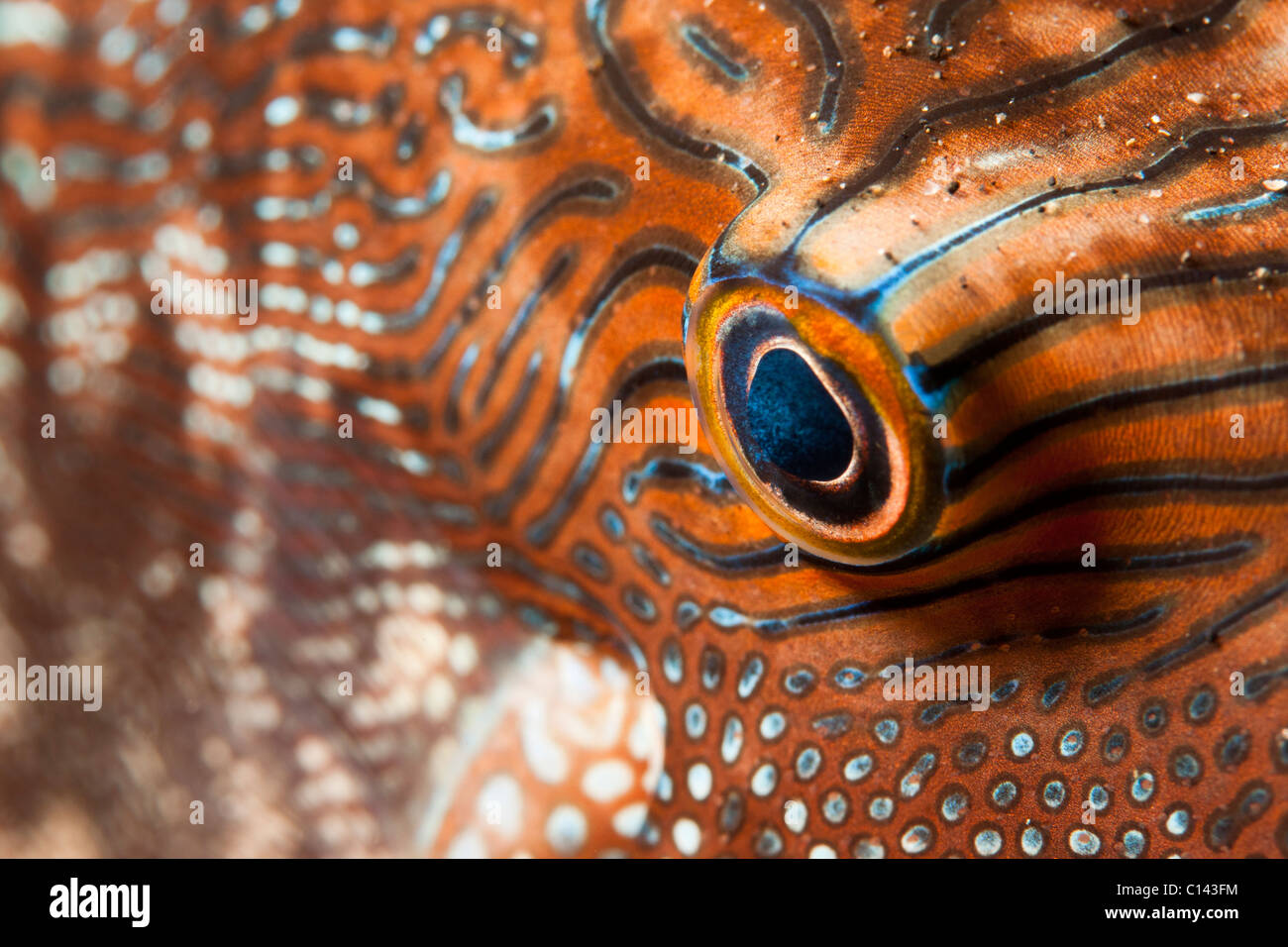 Toby (huella dactilar Canthigaster compressa), estrecho de Lembeh, al norte de Sulawesi, Indonesia Foto de stock