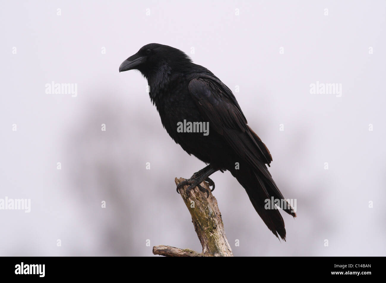 Raven-Corvus común corax Foto de stock