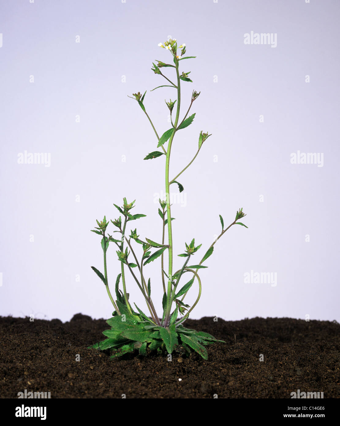 Thale berro (Arabidopsis thaliana) Planta con flores Foto de stock