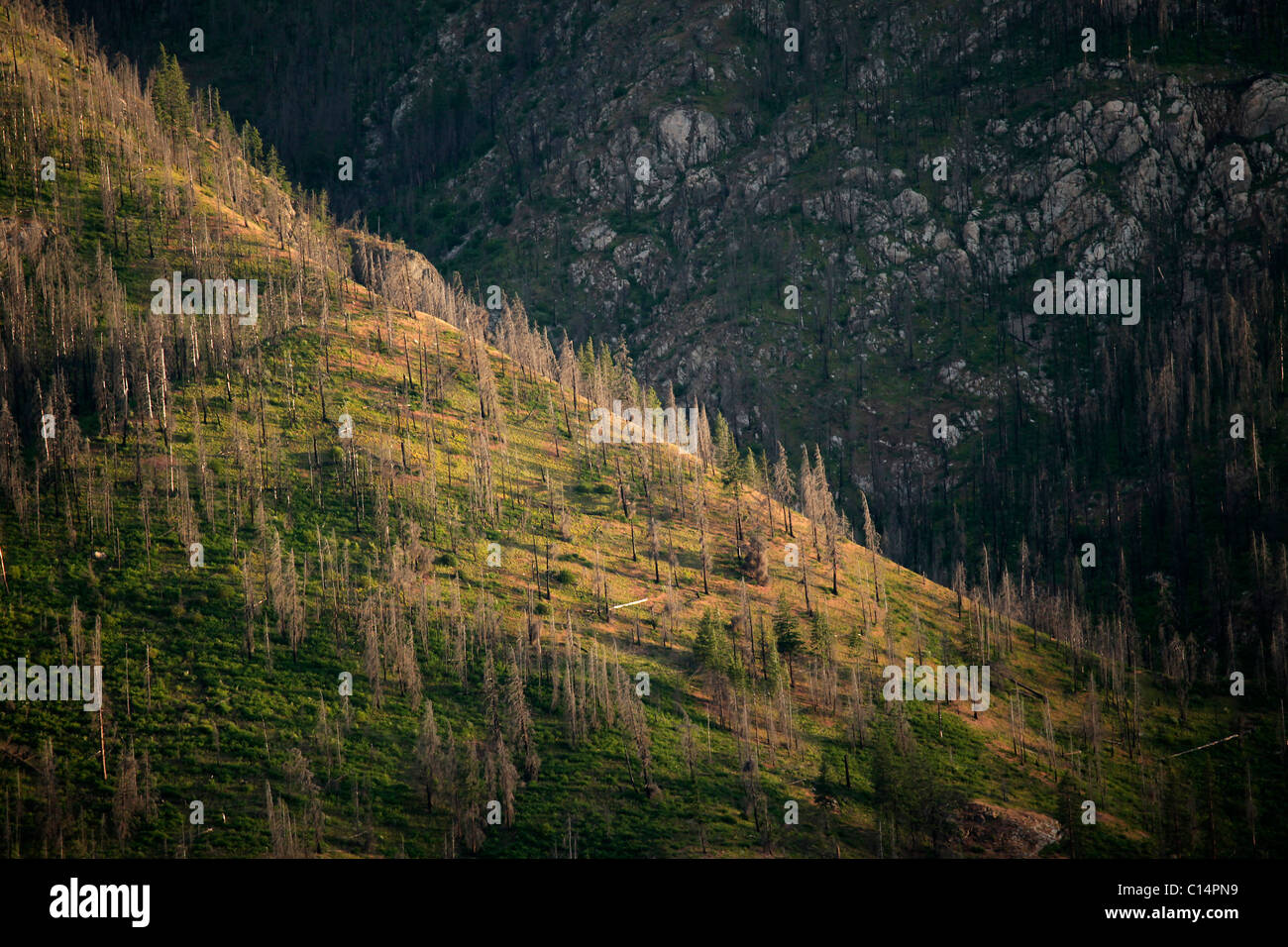 Cubierta de pinos muertos una pendiente pronunciada en las orillas del Lago Chelan en el condado de Chelan, el norte del estado de Washington. Foto de stock
