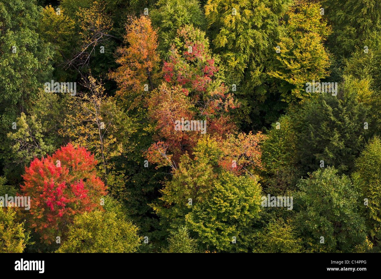 El follaje de otoño bosque vista aérea GLOBO WOODSTOCK VERMONT EE.UU. Foto de stock