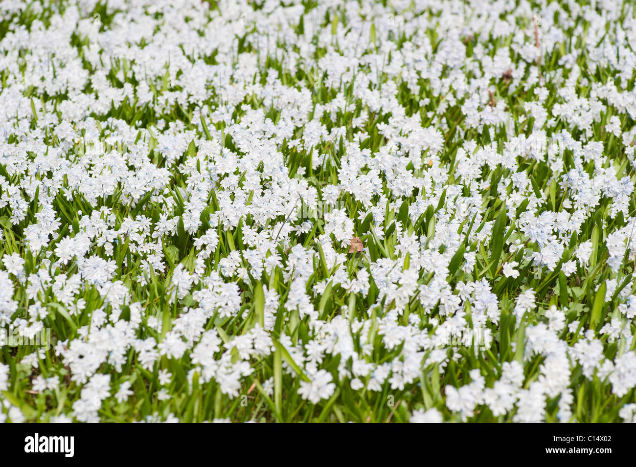 Cama de flor, Suecia Foto de stock