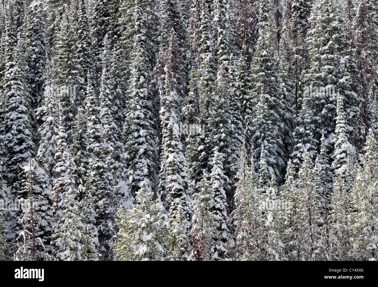 Nieve fresca en un espeso rodal de árboles de hoja perenne. Foto de stock
