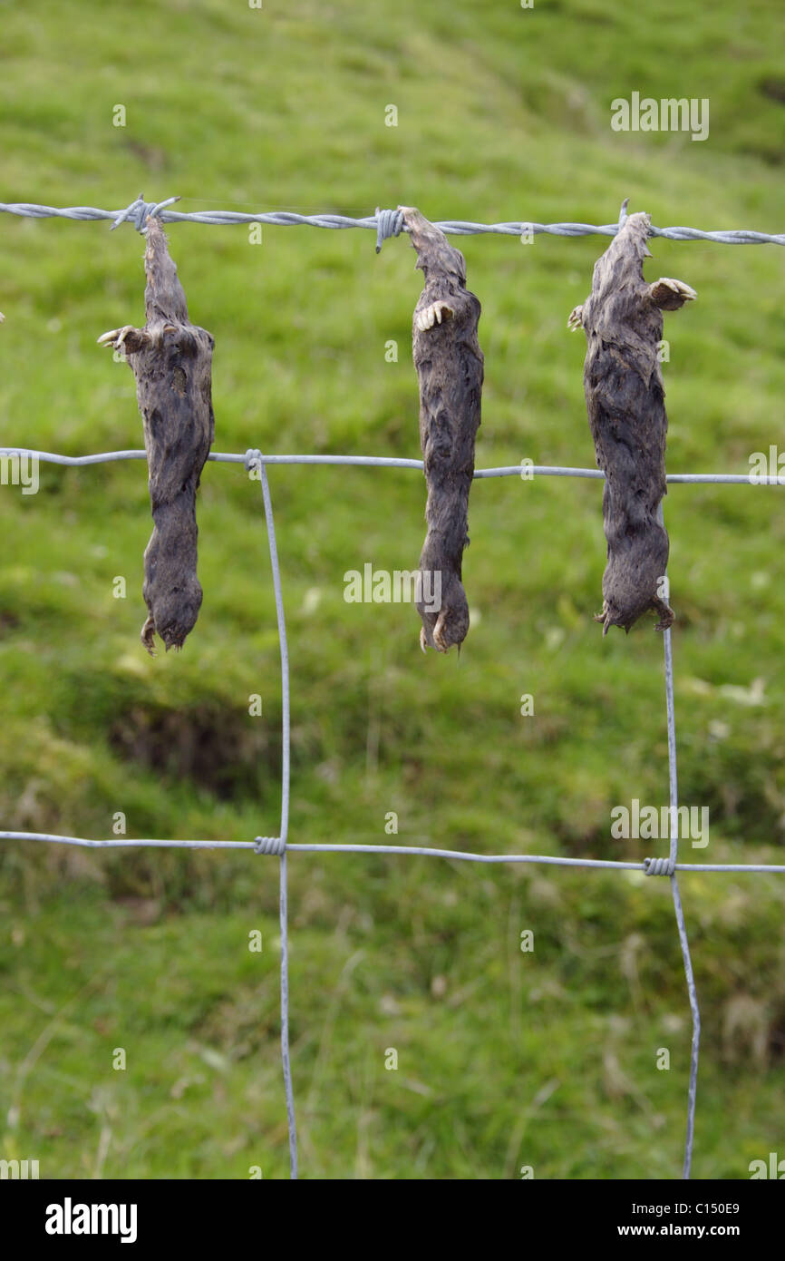 Muertos lunares (talpa europaea) encadenan en la valla, Swaledale, Yorkshire, Reino Unido Foto de stock