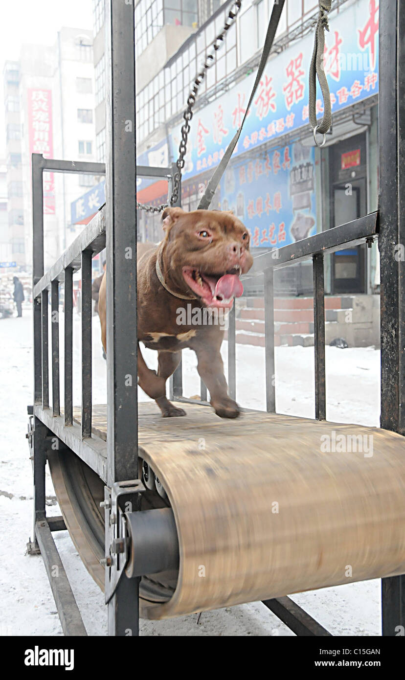 Doggy caminadora un ingenioso dueño de la mascota en Harbin, China, camina  a su perro en una cinta. El hombre explica a los curiosos Fotografía de  stock - Alamy