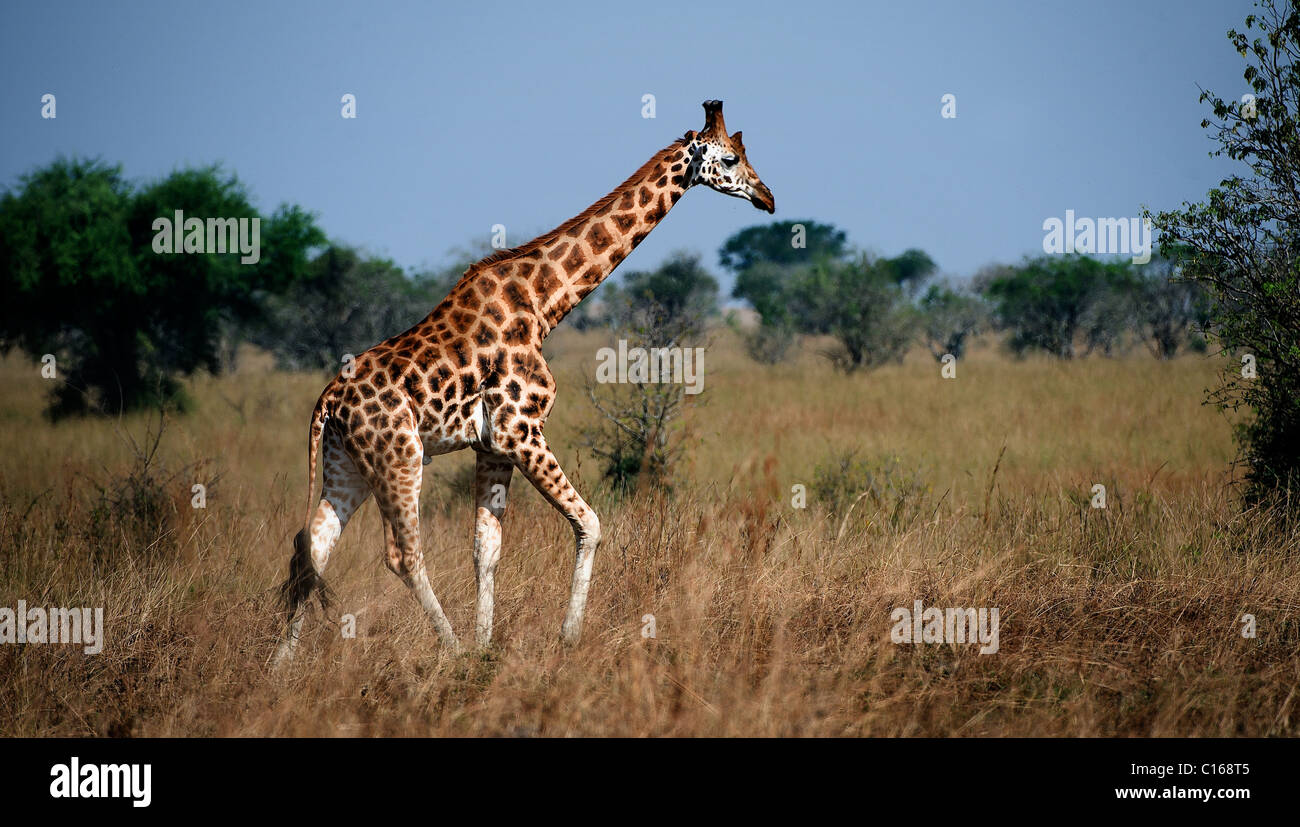 Giraffa camelopardalis. Uganda. El Parque Nacional Reina Elizabeth.La Jirafa camina sobre la sabana. Foto de stock