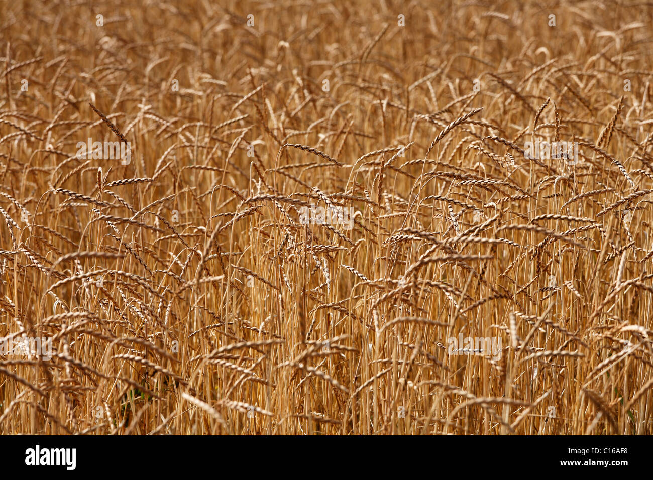 Trigo maduro, campo, Baviera, Alemania, Europa Foto de stock