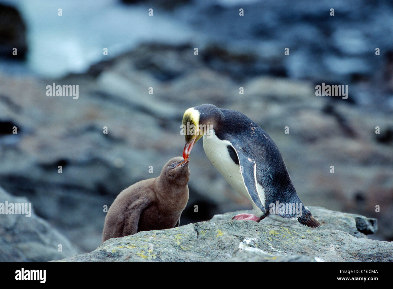 Amarillo-eyed o pingüinos HoiHo (Megadyptes antipodes), alimentando un pájaro joven, Isla del Sur, Nueva Zelanda Foto de stock