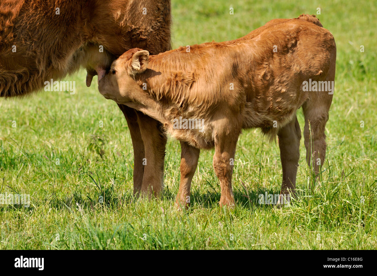 Cría de vaca, ternero olfateando en la ubre de su madre Foto de stock