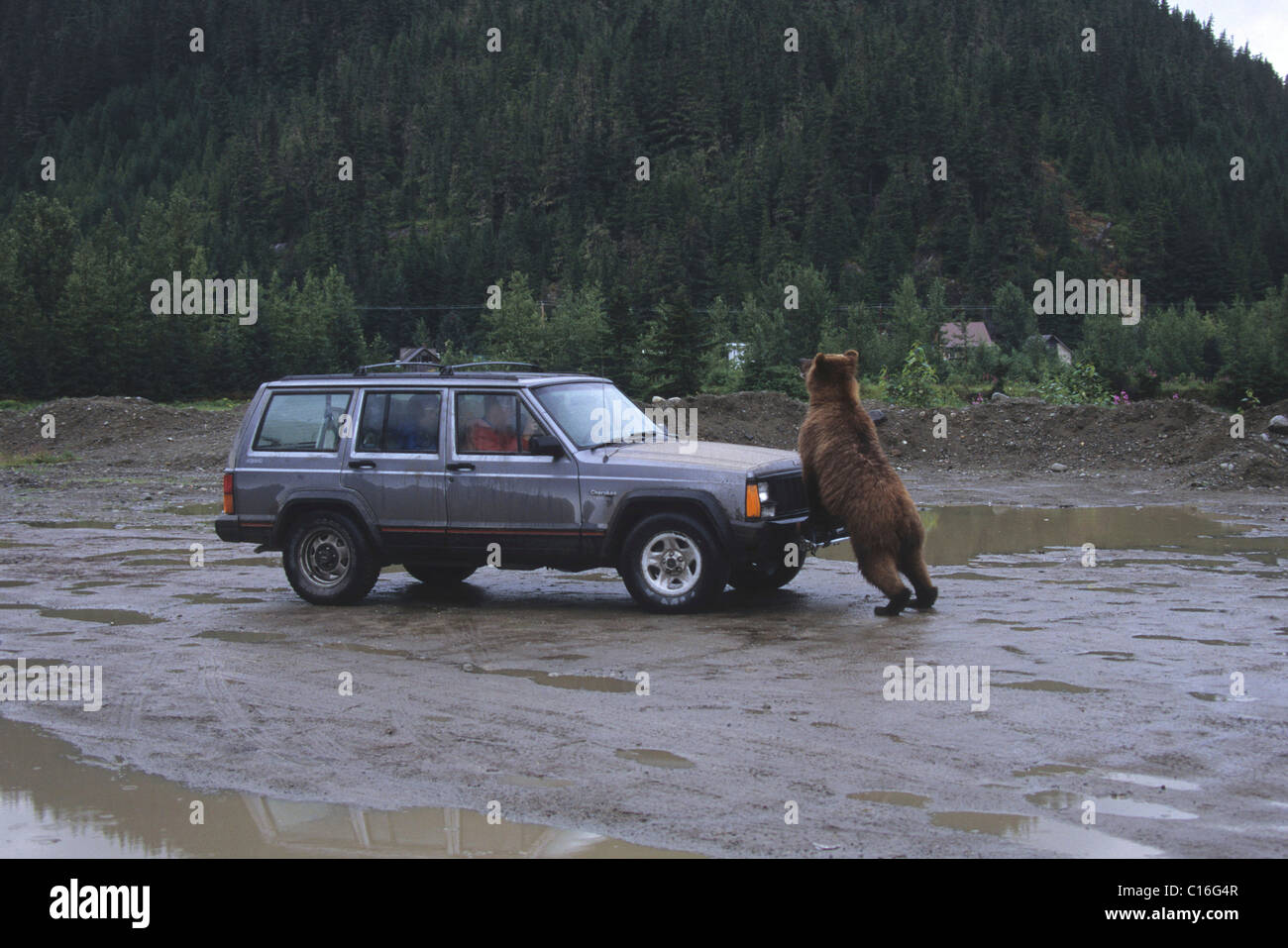 Oso grizzly (Ursus arctos horribilis) atacando a un coche, Alaska, EE.UU. Foto de stock