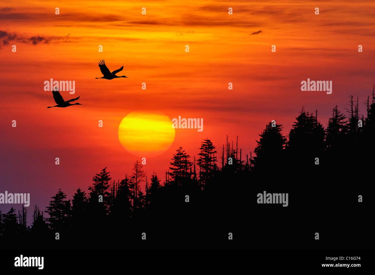 Grullas grises siluetas volando contra una puesta de sol en las Smoky Mountains National Park en Tennessee Foto de stock