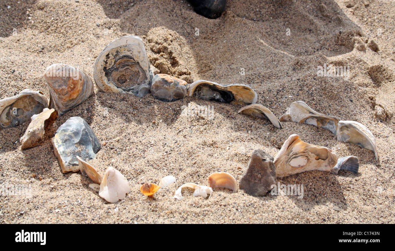 Colección de conchas en la playa Foto de stock
