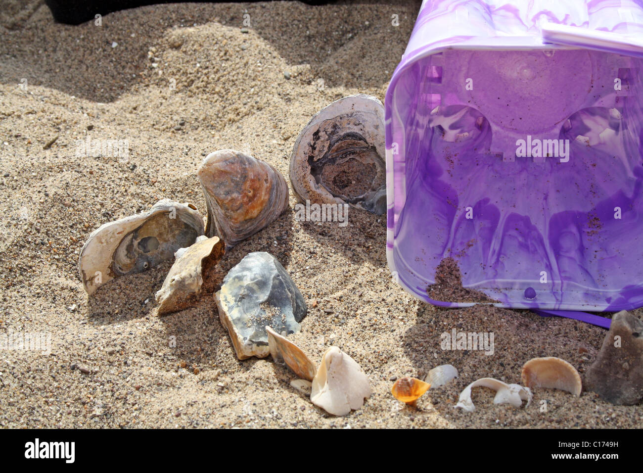 Colección de conchas en la playa Foto de stock