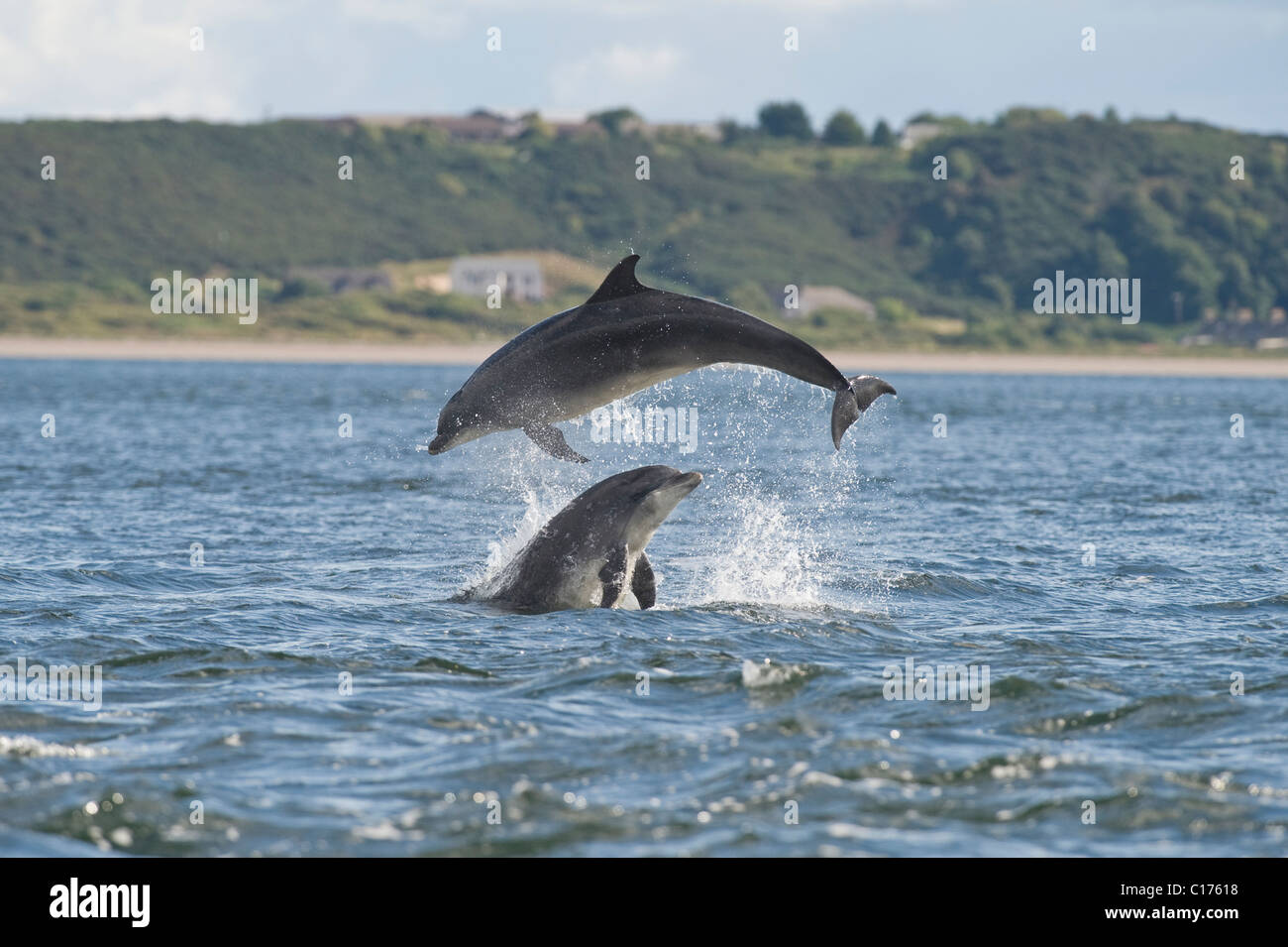 El delfín mular (Tursiops truncatus) , el Moray Firth, Escocia, Reino Unido. Foto de stock