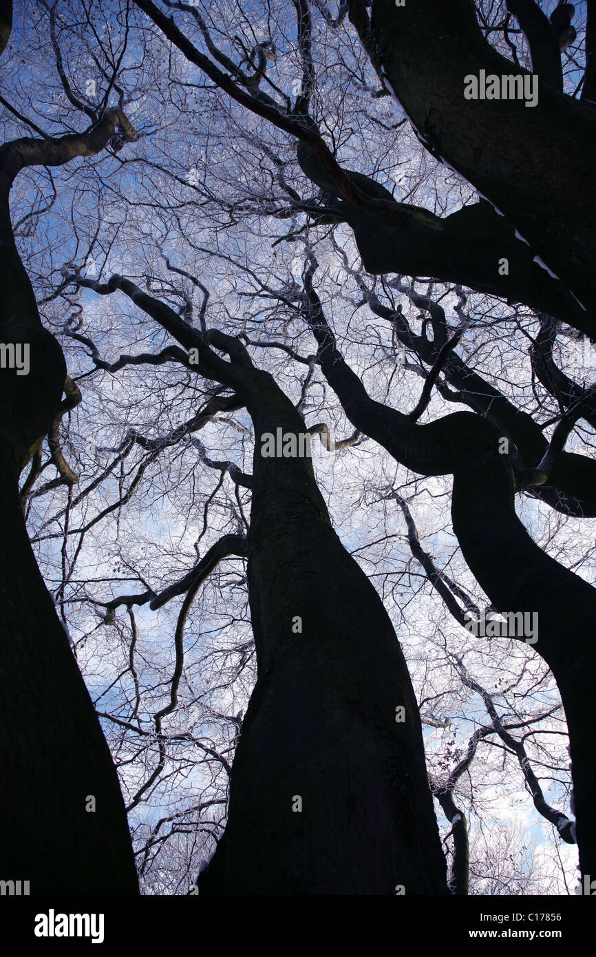 Una vista mirando hacia el cielo azul a través de las ramas de los árboles se haya cubierto de escarcha Foto de stock