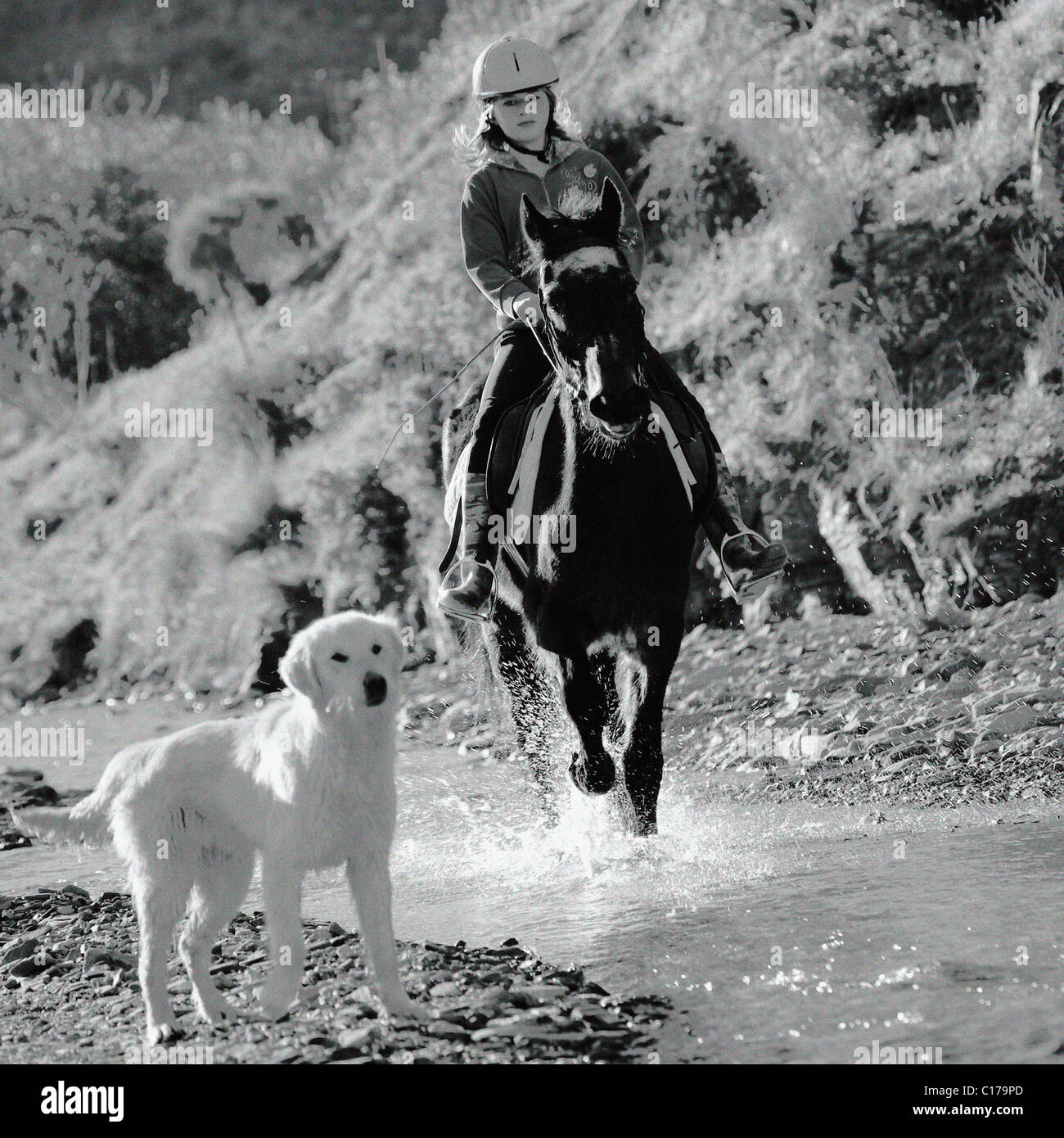 Los jóvenes chica inglesa montando su caballo en un arroyo, río, adolescente de 13, 14, 15, años, años, vieja persona, mujer, pony, Foto de stock