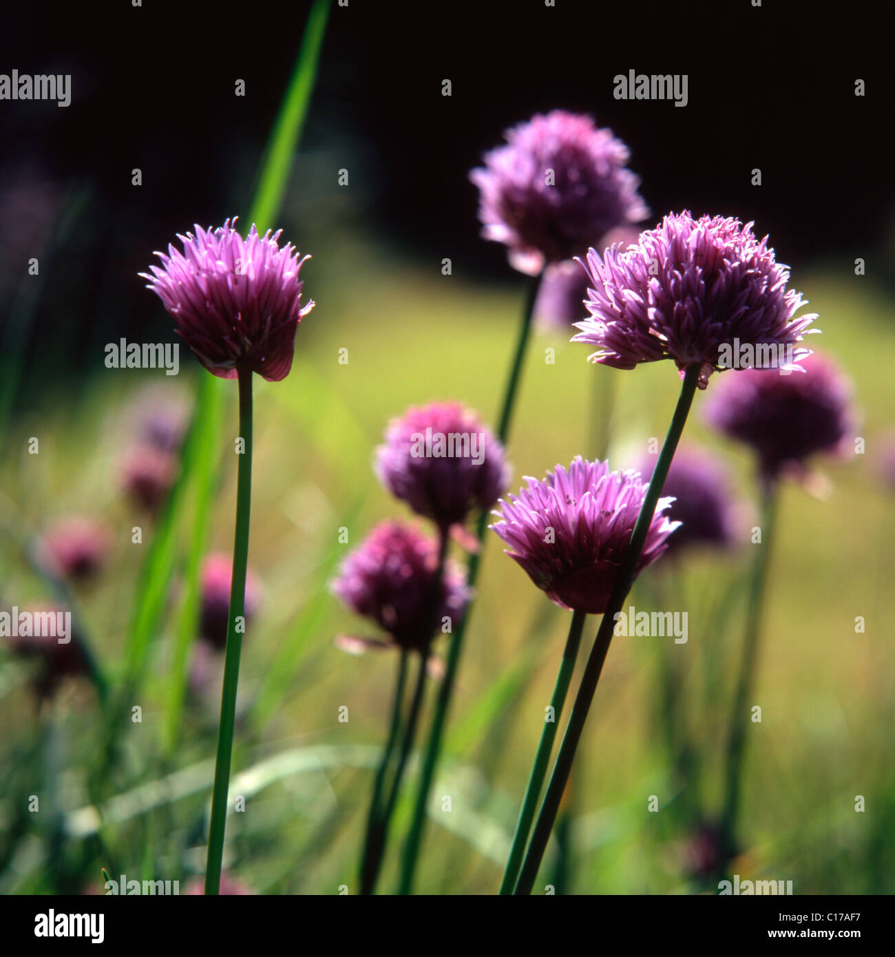 Flores Chives Allium Schoenoprasum Foto de archivo - Imagen de crecimiento,  perenne: 249408274