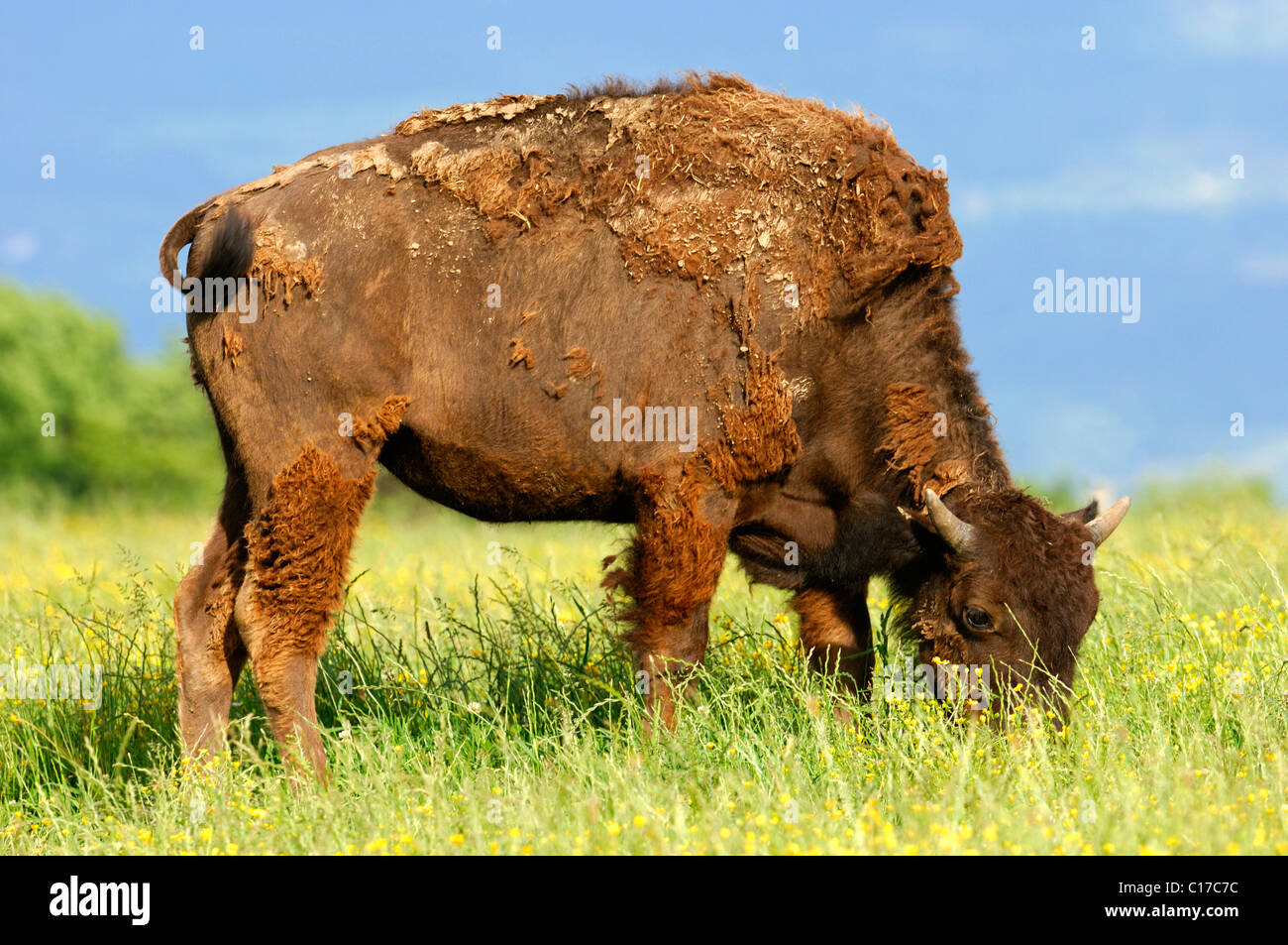 American el bisonte (Bison bison) en cambio de abrigo de invierno para el  verano Fotografía de stock - Alamy
