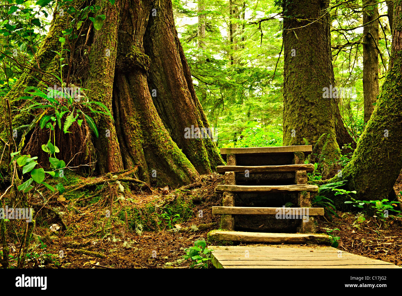 Camino a través del bosque templado lluvioso. Pacific Rim National Park