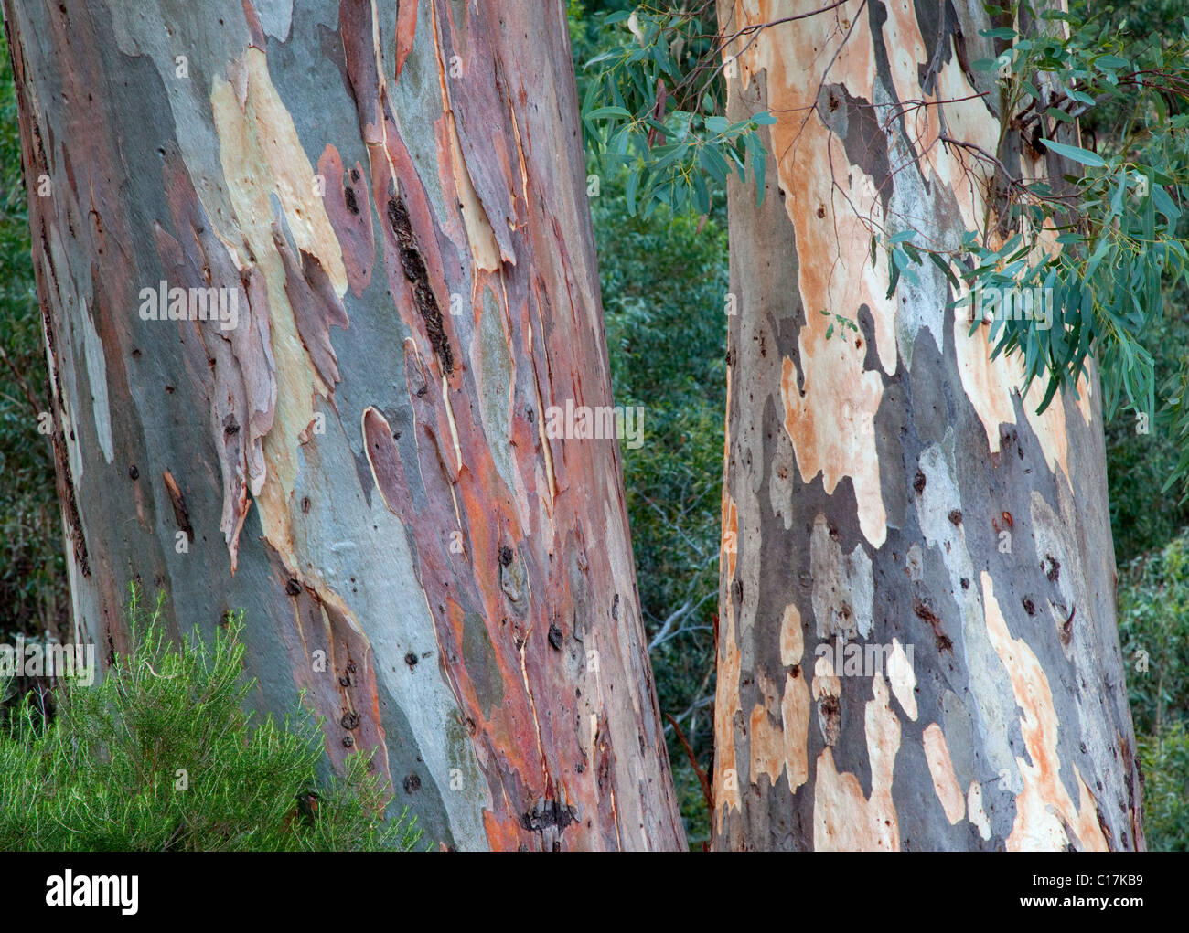 Troncos de eucalipto fotografías e imágenes de alta resolución - Alamy