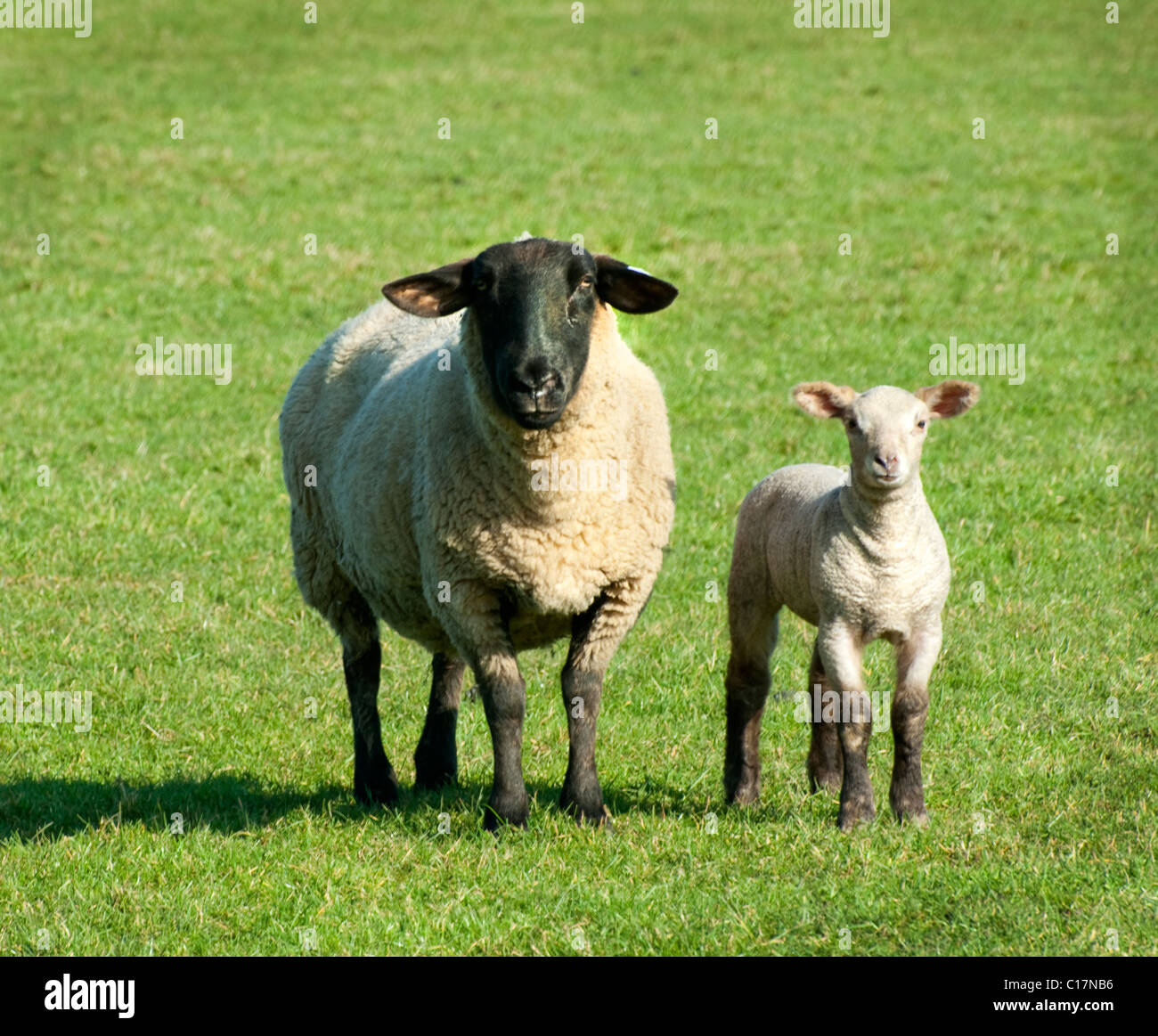 Hawkhurst, Kent, UK Foto de stock