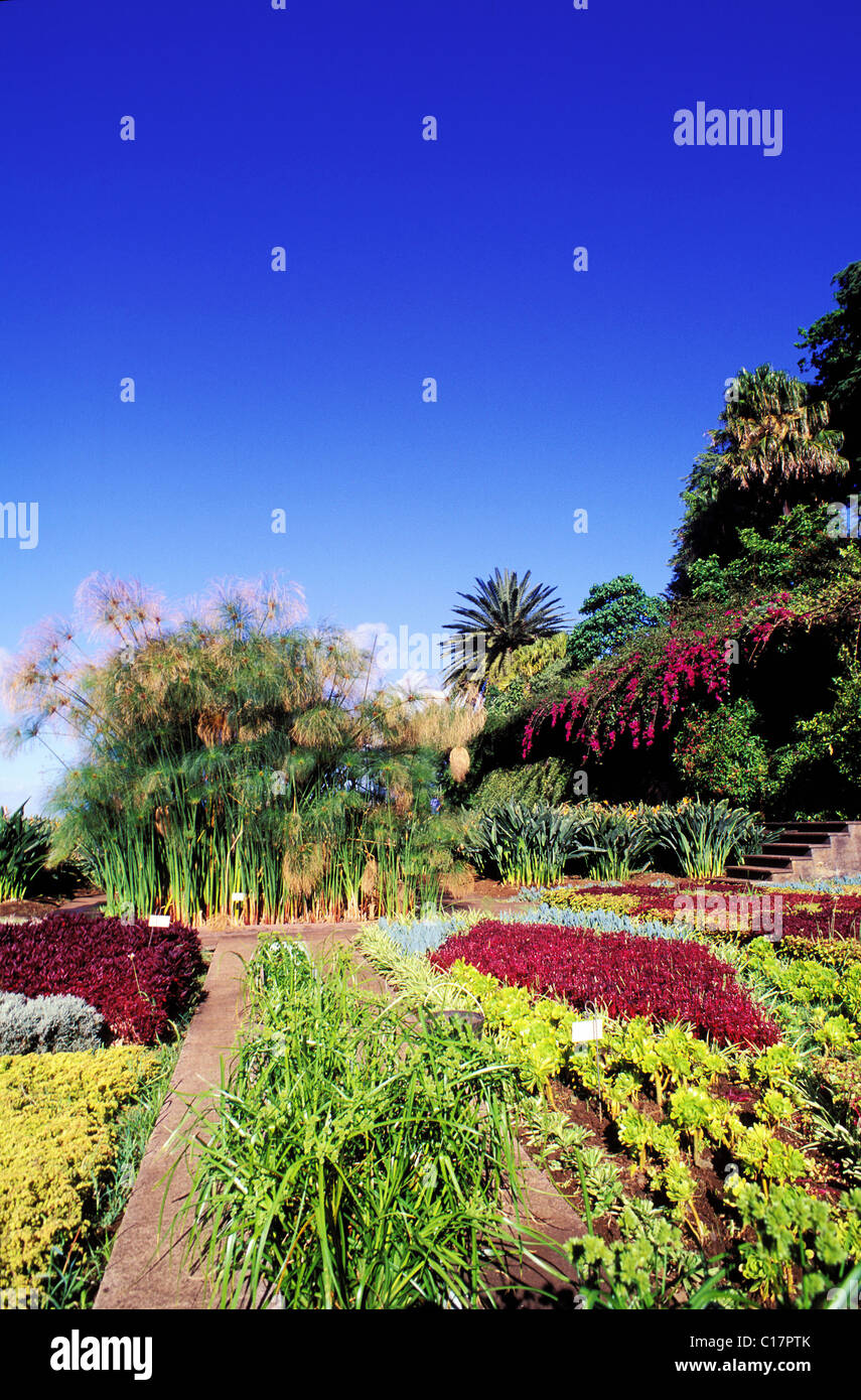 Portugal, la isla de Madeira, el jardín botánico de Funchal. Foto de stock