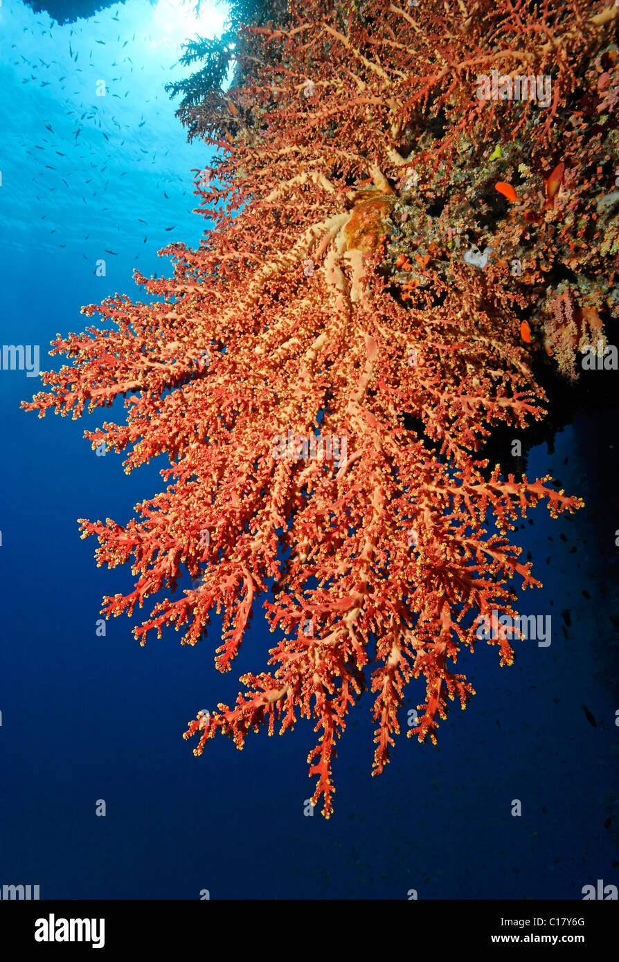 Retroiluminación magnífico coral rojo, Hurghada, Hermano Islas, Mar Rojo, Egipto, África Foto de stock