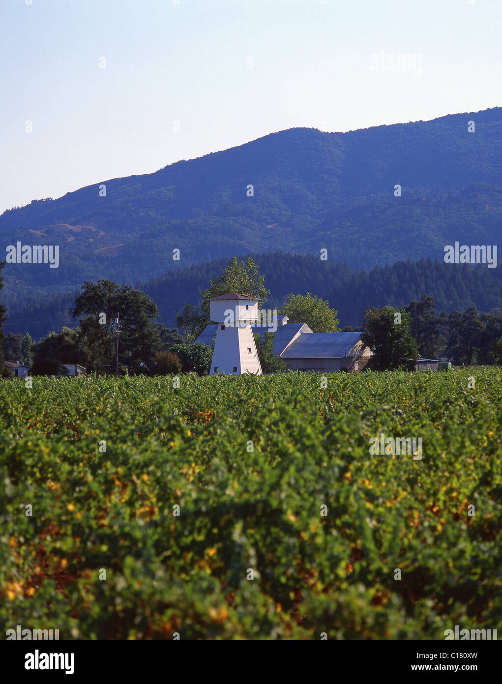 Whitehall Lane Winery, Napa Valley, Santa Helena, California, Estados Unidos de América Foto de stock