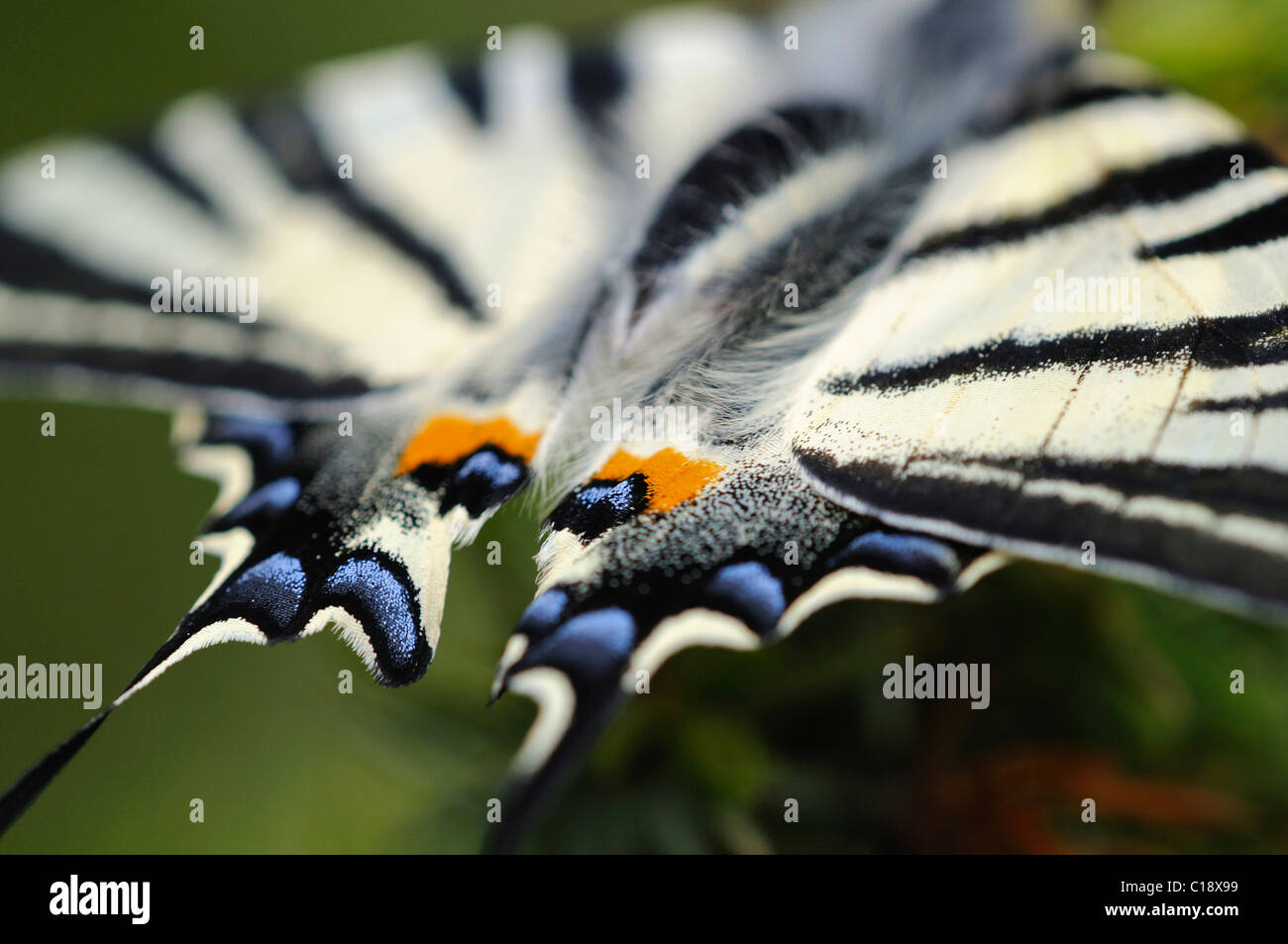 Ricamente coloreado las puntas de las alas de los escasos especie (Iphiclides podalirius) Foto de stock
