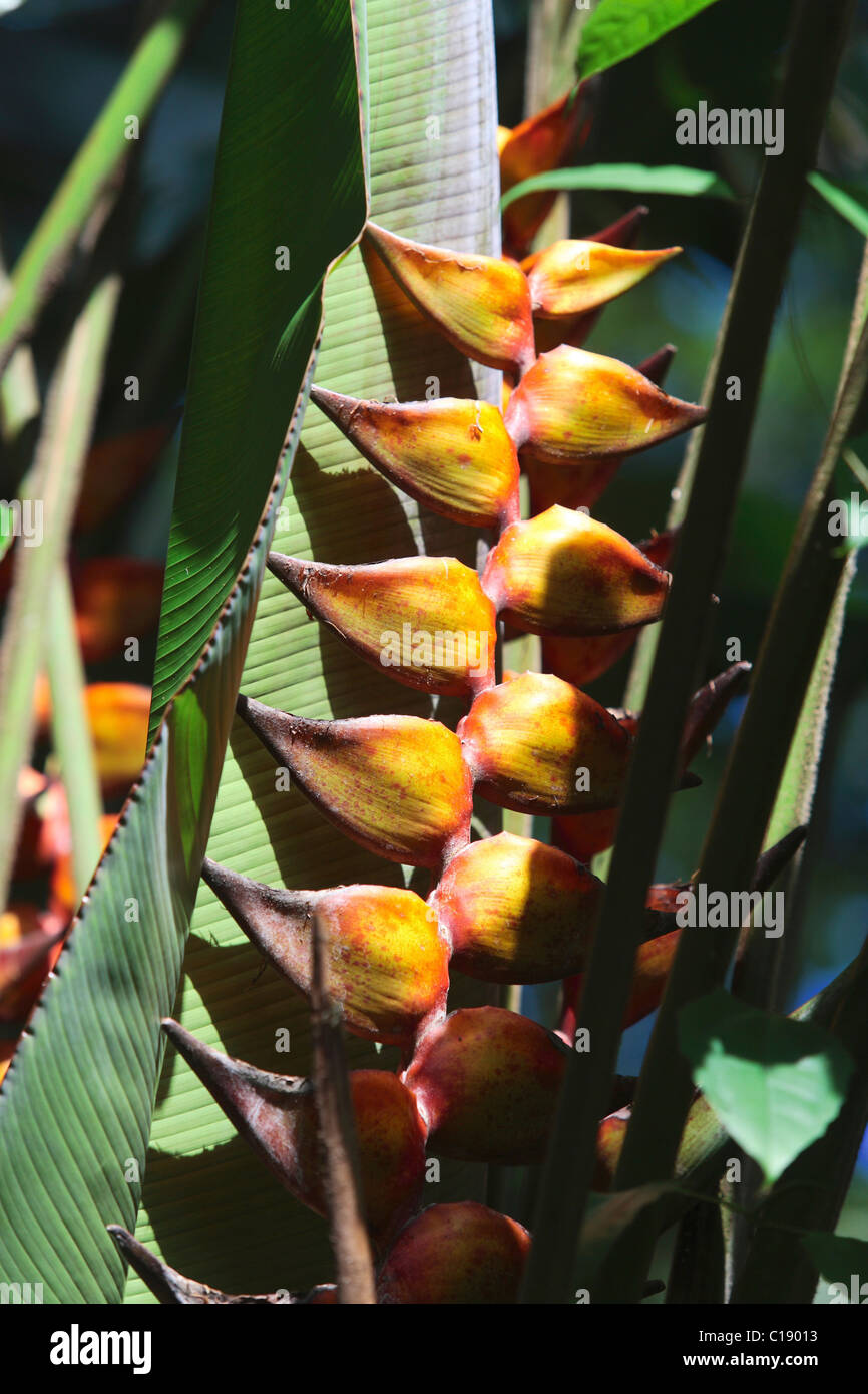 Garra de langosta, silvestres o plátano falso Ave del Paraíso (Heliconia), Onomea Bay, Hawai, EE.UU. Foto de stock