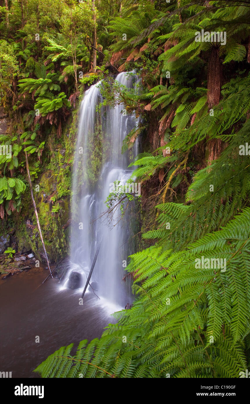 Beauchamp Falls, Otway Forest Park, Victoria, Australia Foto de stock