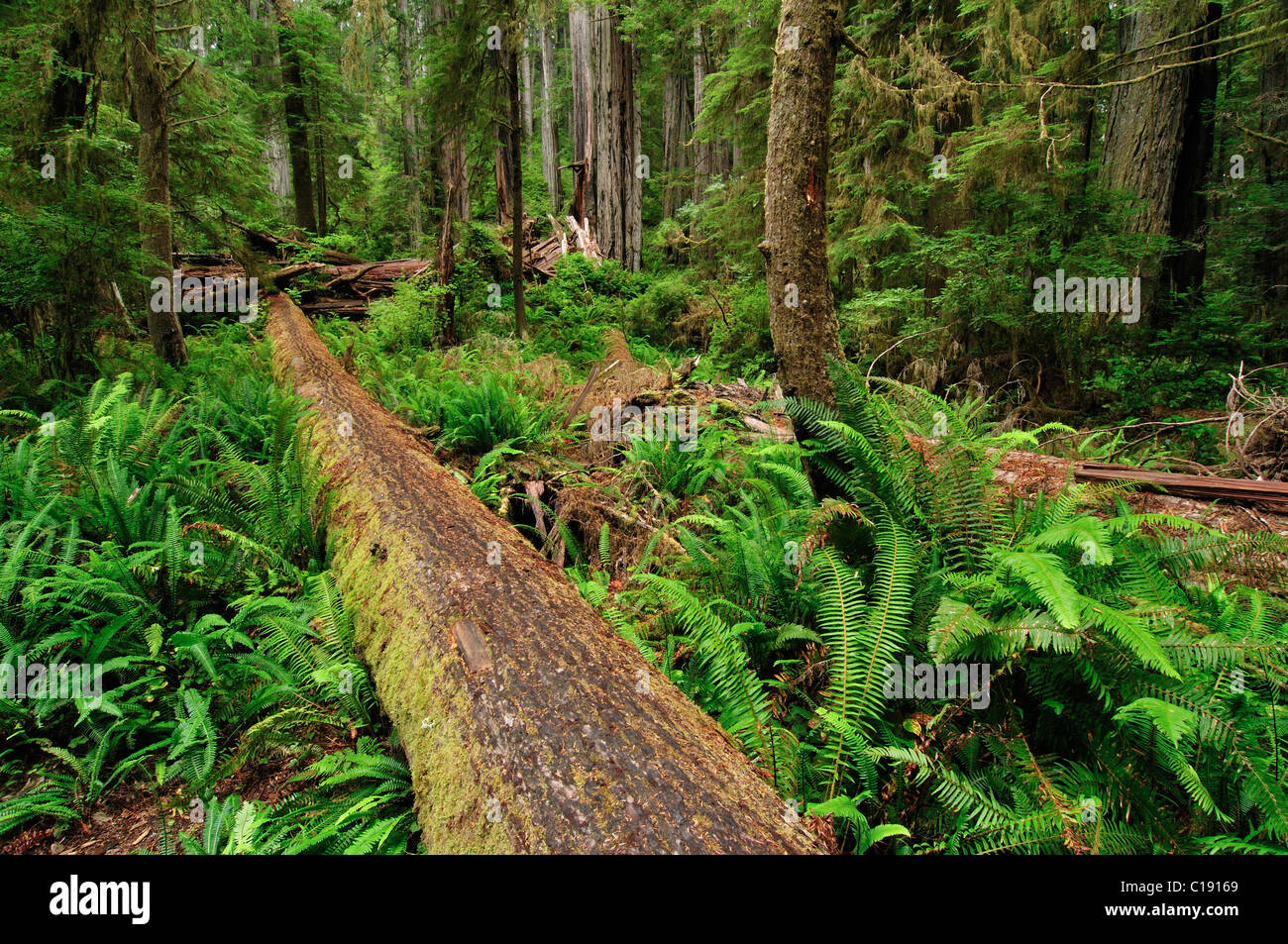 Bosque, Parque Nacional de Redwood, California, EE.UU. Foto de stock