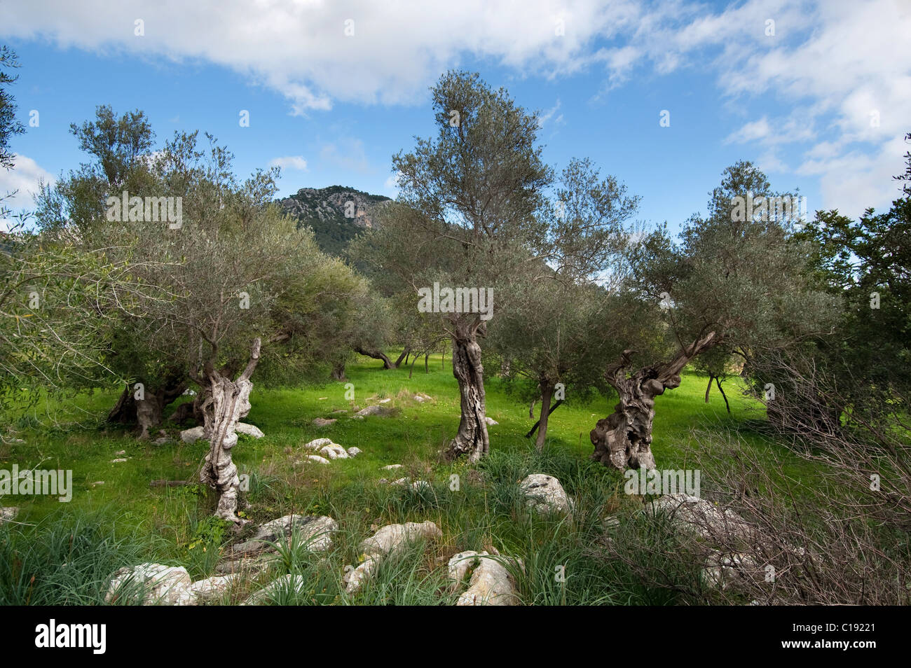 Viejos olivos, Serra de Tramuntana, en Mallorca, España, 2011 Foto de stock