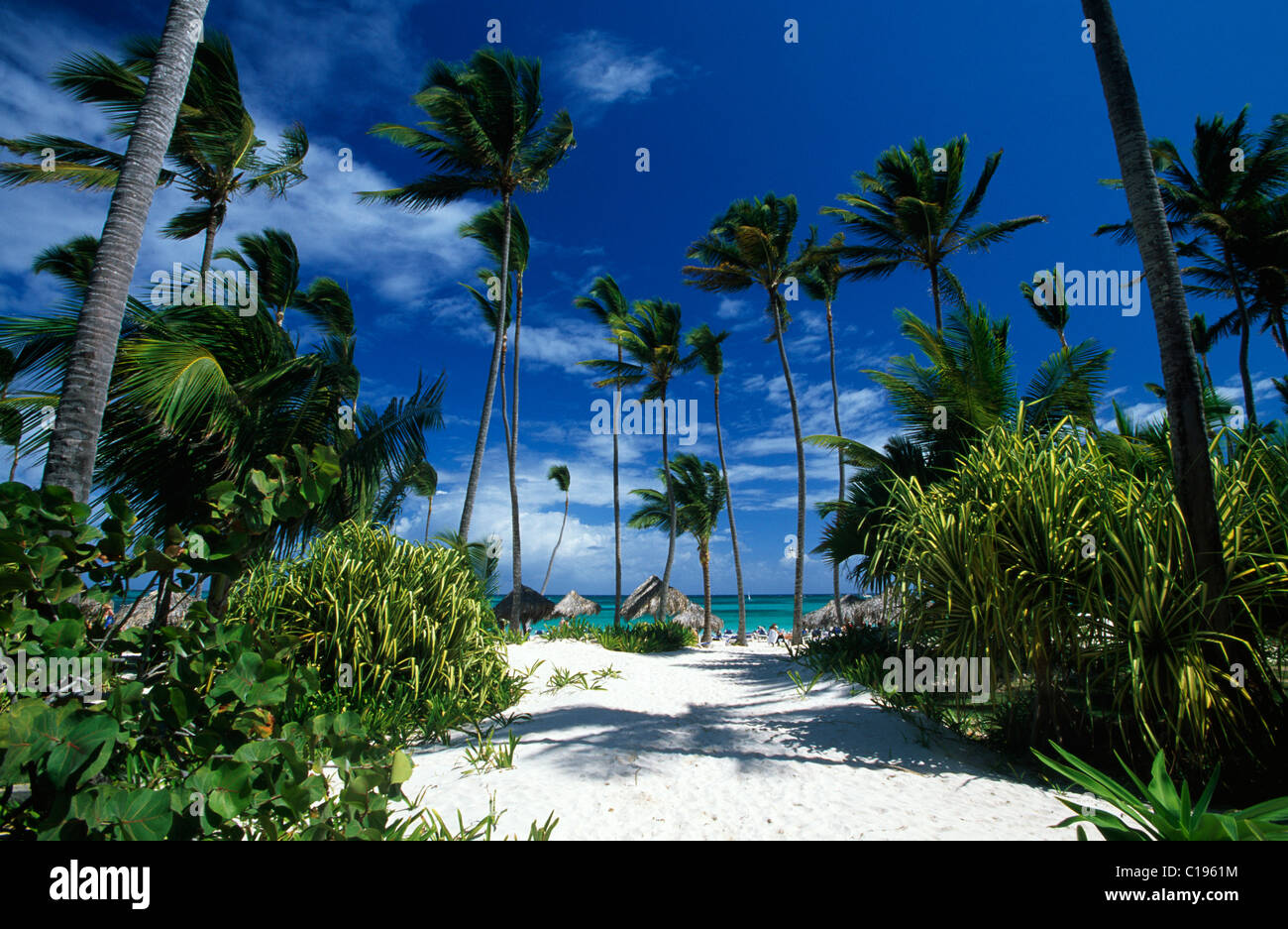 Palm Beach Playa Bavaro, Punta Cana, República Dominicana, El Caribe Foto de stock