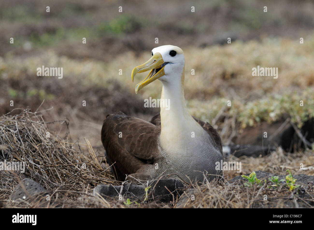 El Albatros de las Galápagos (Diomedea irrorata), Isla Espanola, Galápagos, Ecuador, Sudamérica Foto de stock