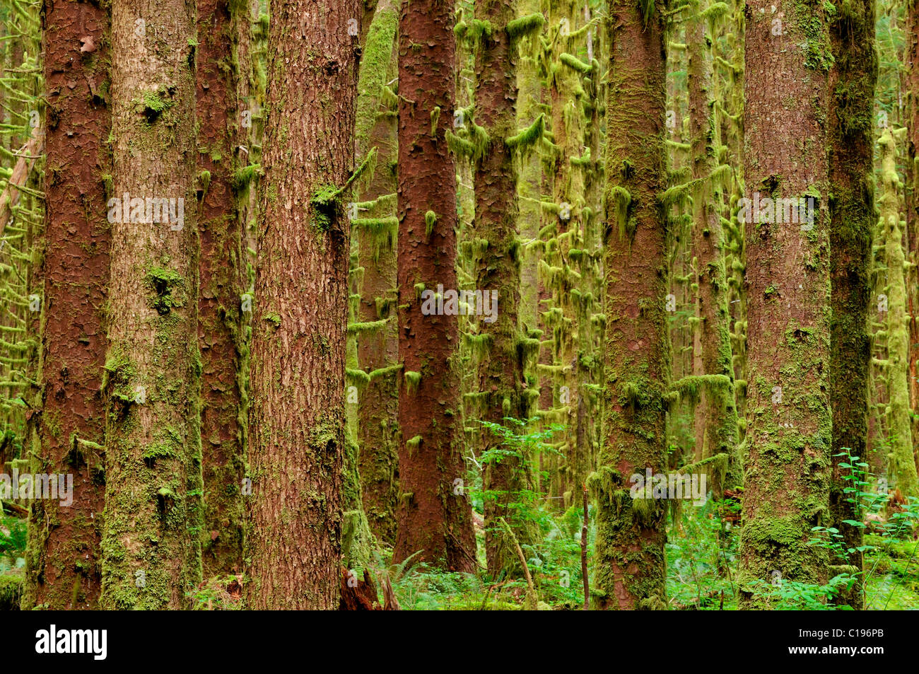 Los árboles de liquen, Hoh Rainforest, el Parque Nacional Olympic, Washington, Estados Unidos de Norteamérica Foto de stock