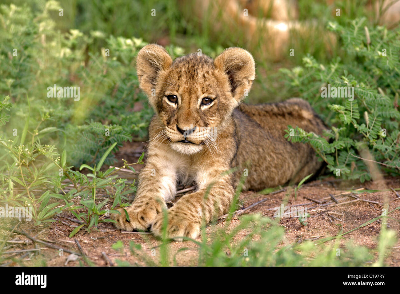 León (Pantera leo), CUB, Sabi Sand Game Reserve, Sudáfrica Foto de stock