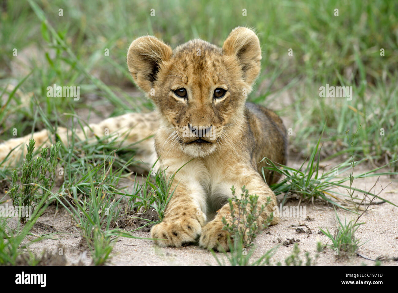 León (Pantera leo), CUB, Sabi Sand Game Reserve, Sudáfrica Foto de stock
