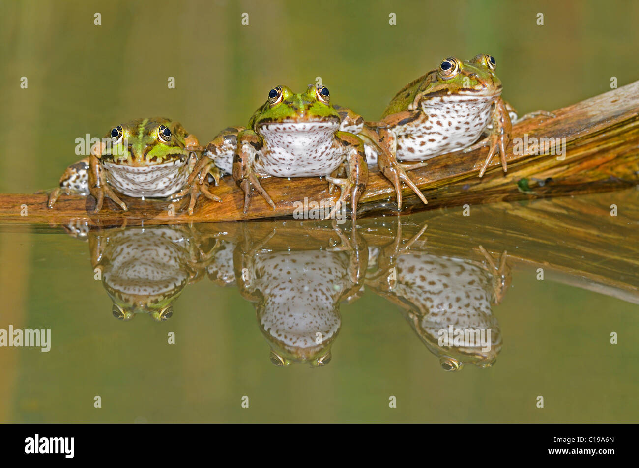 Tres ranas comestibles reflejado (Rana esculenta) sentados uno al lado del otro Foto de stock