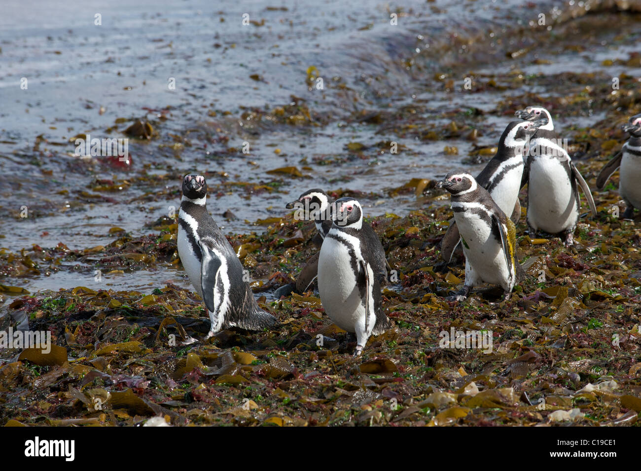 Un grupo de pingüinos caminando en una playa. Foto de stock