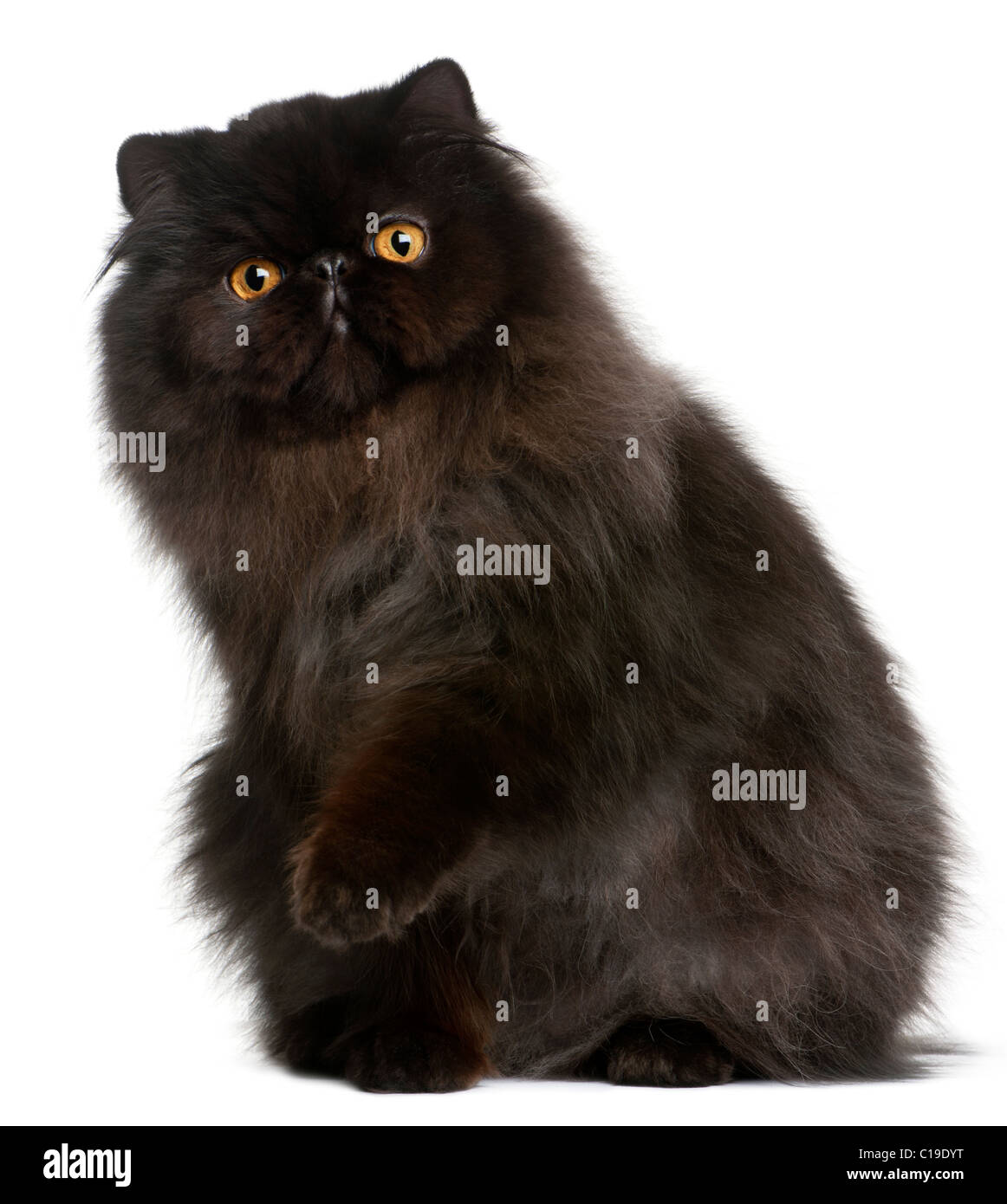 Gato persa negro fotografías e imágenes de alta resolución - Alamy