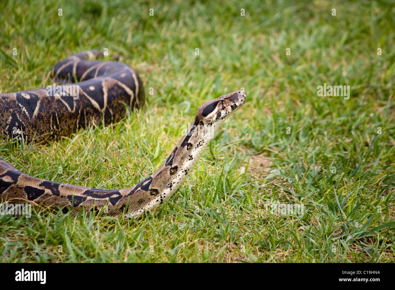 Vista de la cabeza de una serpiente boa constrictor tratando a olfatear el aire. Foto de stock
