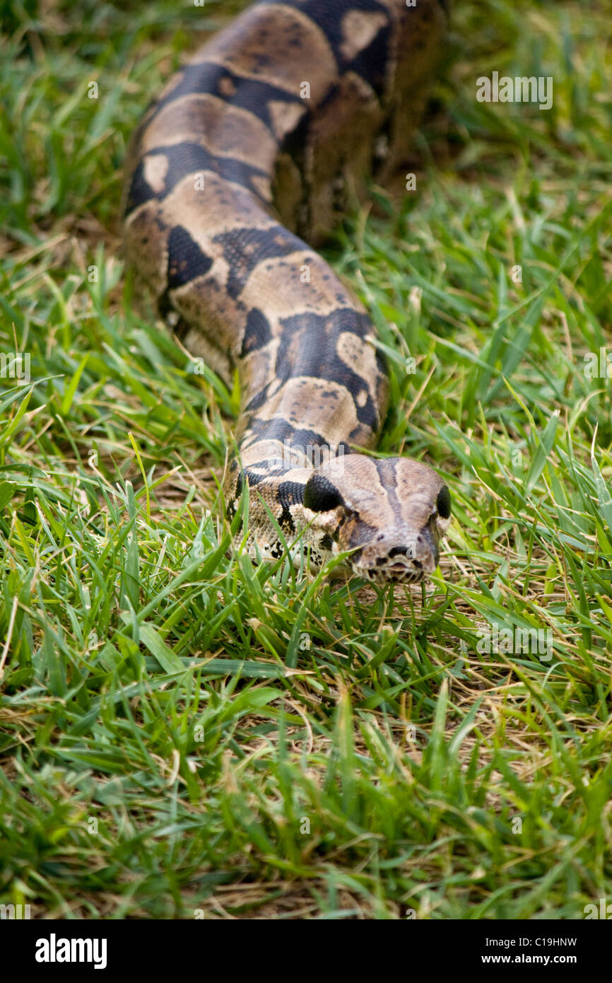 Vista de la cabeza de una boa constrictor serpiente deslizándose sobre la hierba. Foto de stock
