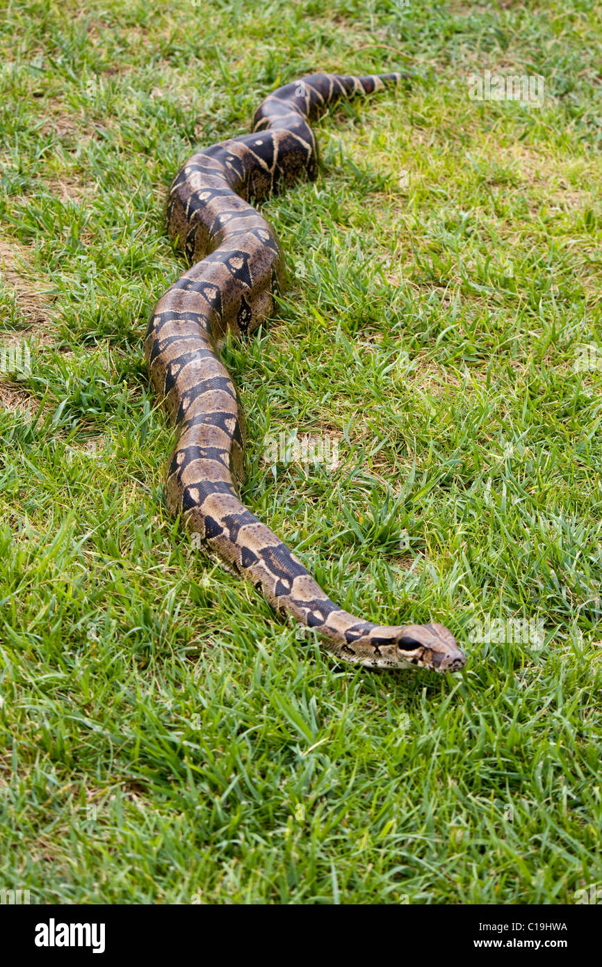 Vista completa del cuerpo de una boa constrictor sobre la hierba. Foto de stock
