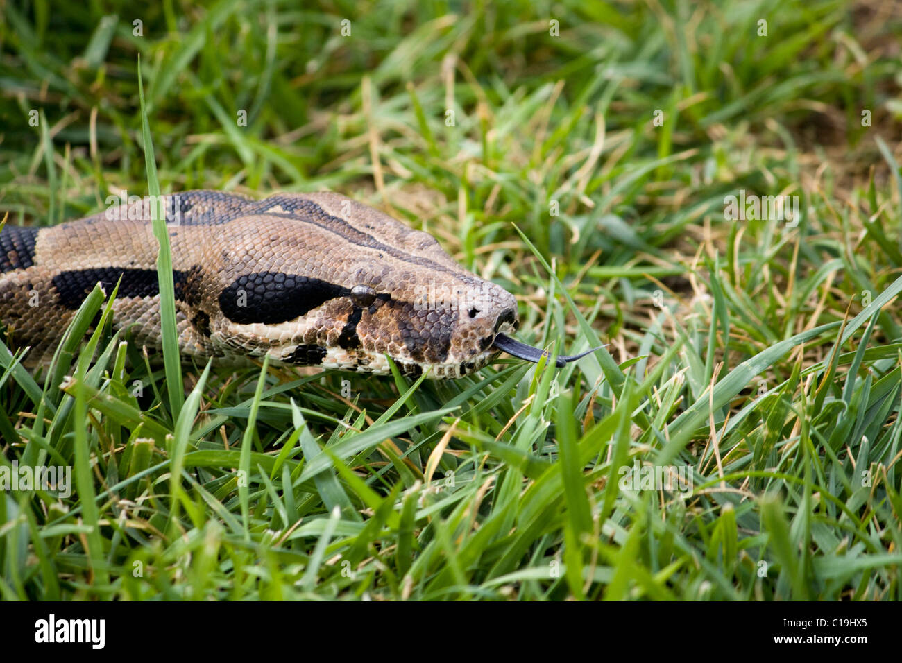 Vista de primer plano de la cabeza de la boa constrictor sobre la hierba. Foto de stock