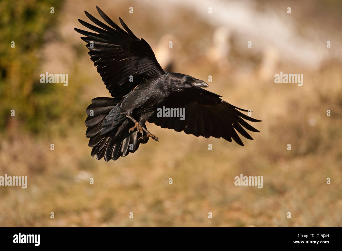 Cuervo Corvus corax España invierno Foto de stock