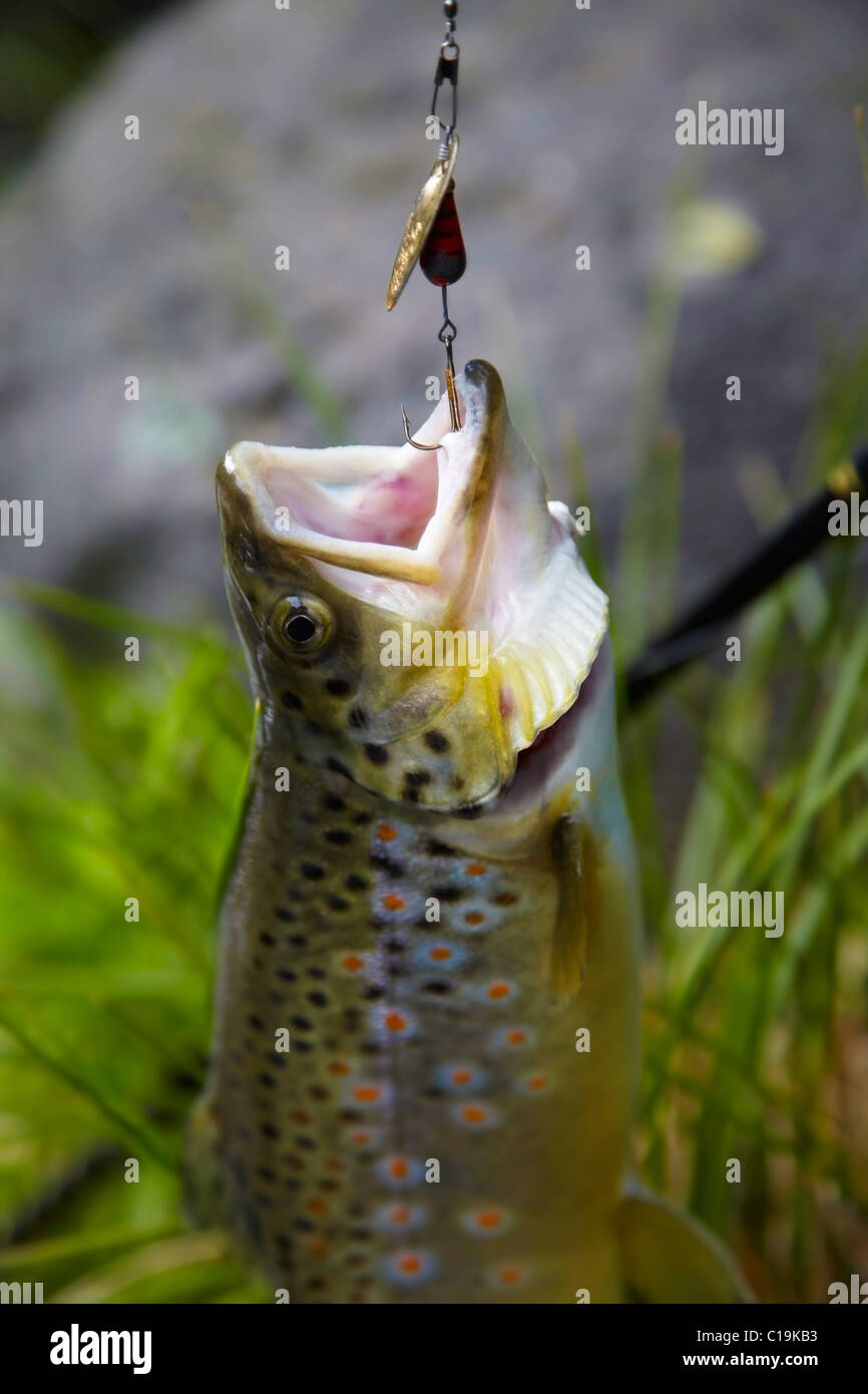 Trucha y pesca señuelo Fotografía de stock - Alamy