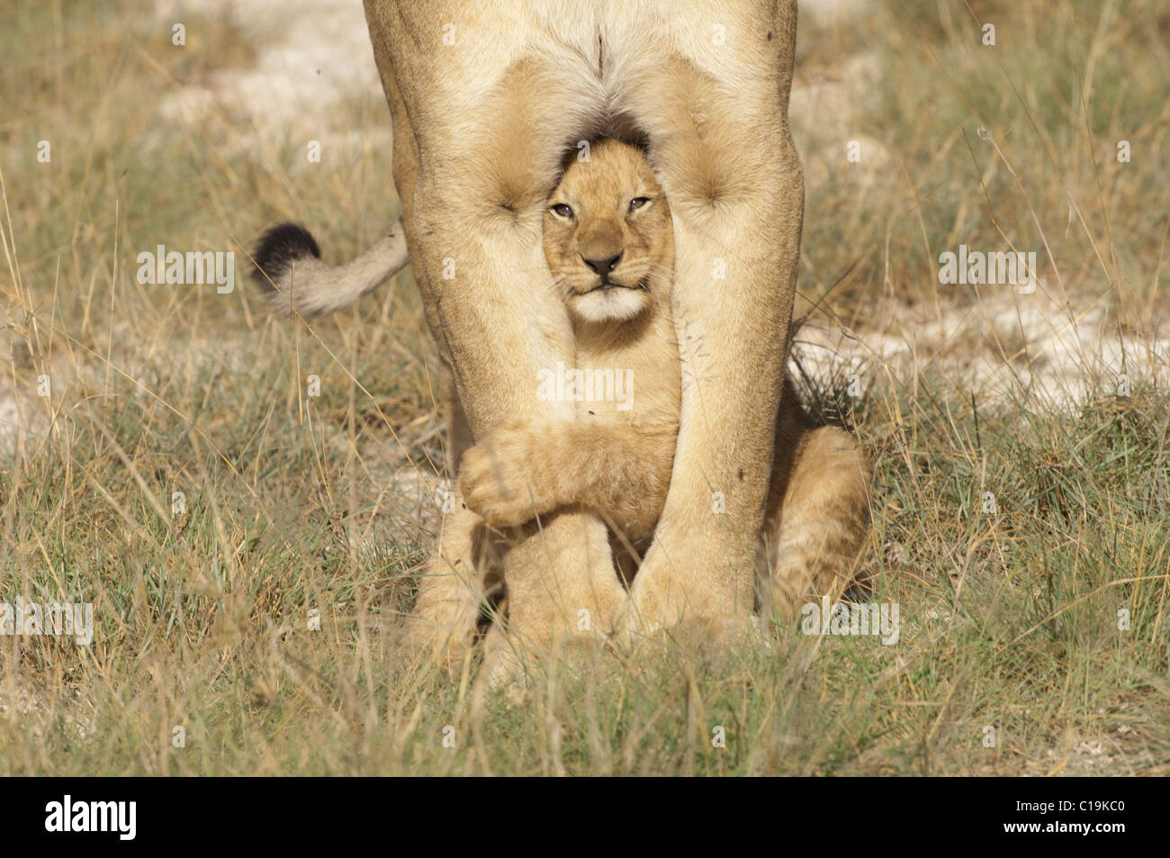Fotografía de Stock permanente de un cachorro de león bajo las piernas de su mamá. Foto de stock