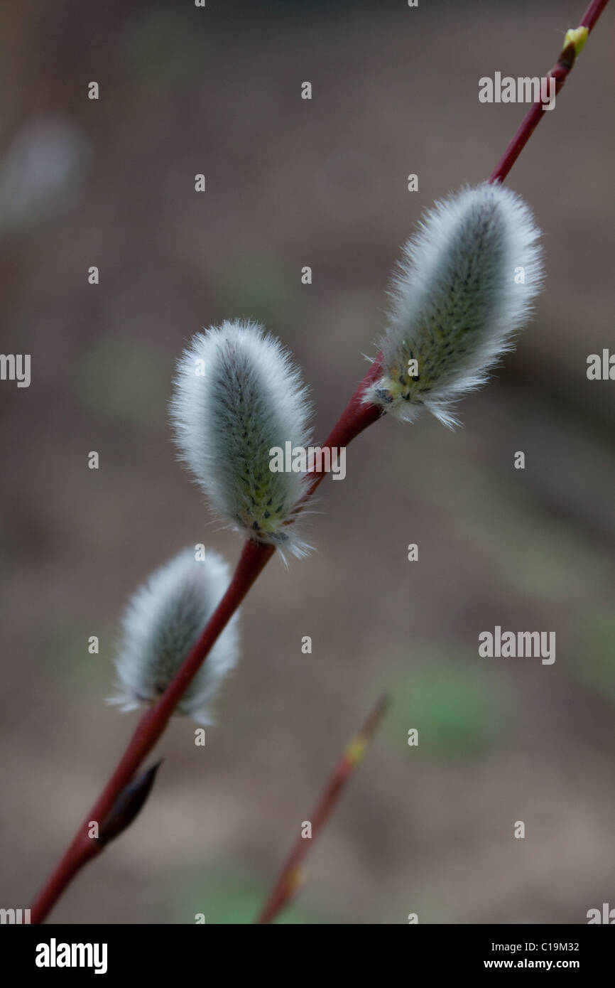 Salix acutifolia 'Blue Streak' sauce Foto de stock