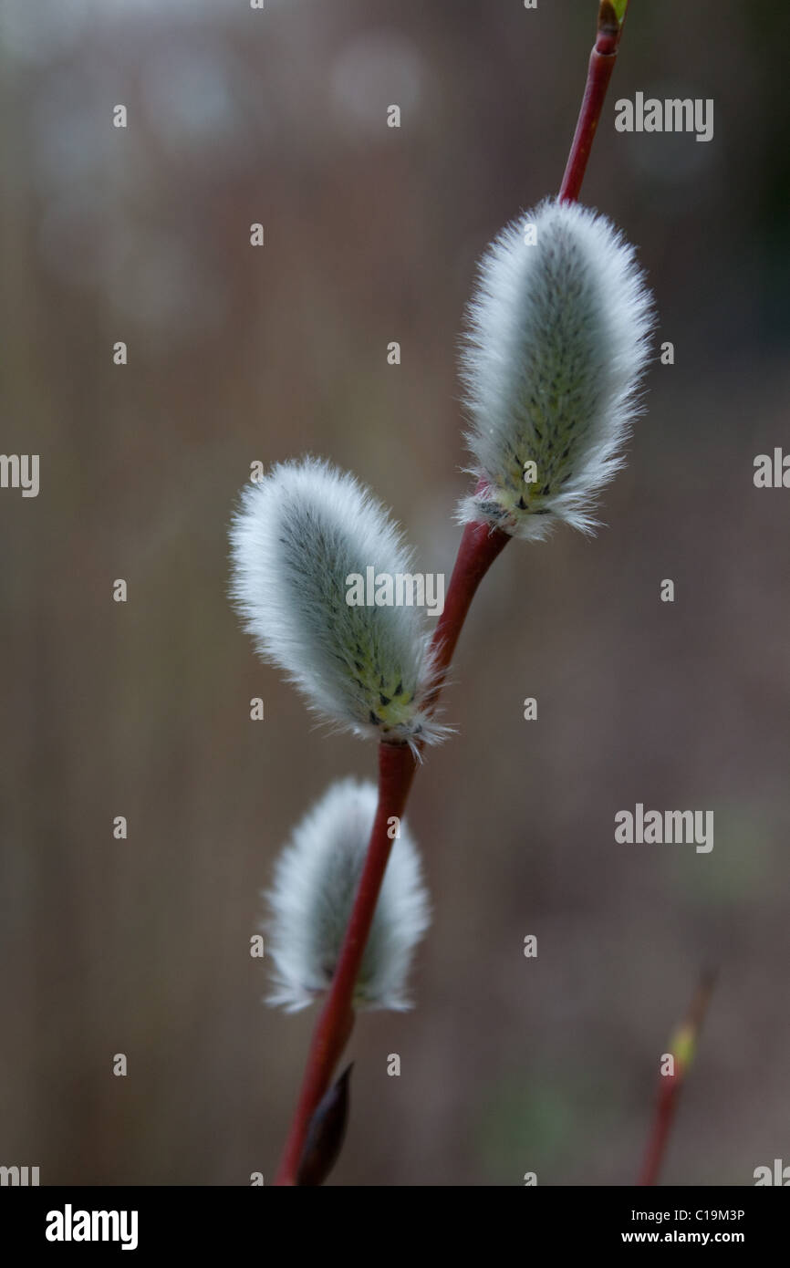 Salix acutifolia 'Blue Streak' sauce Foto de stock